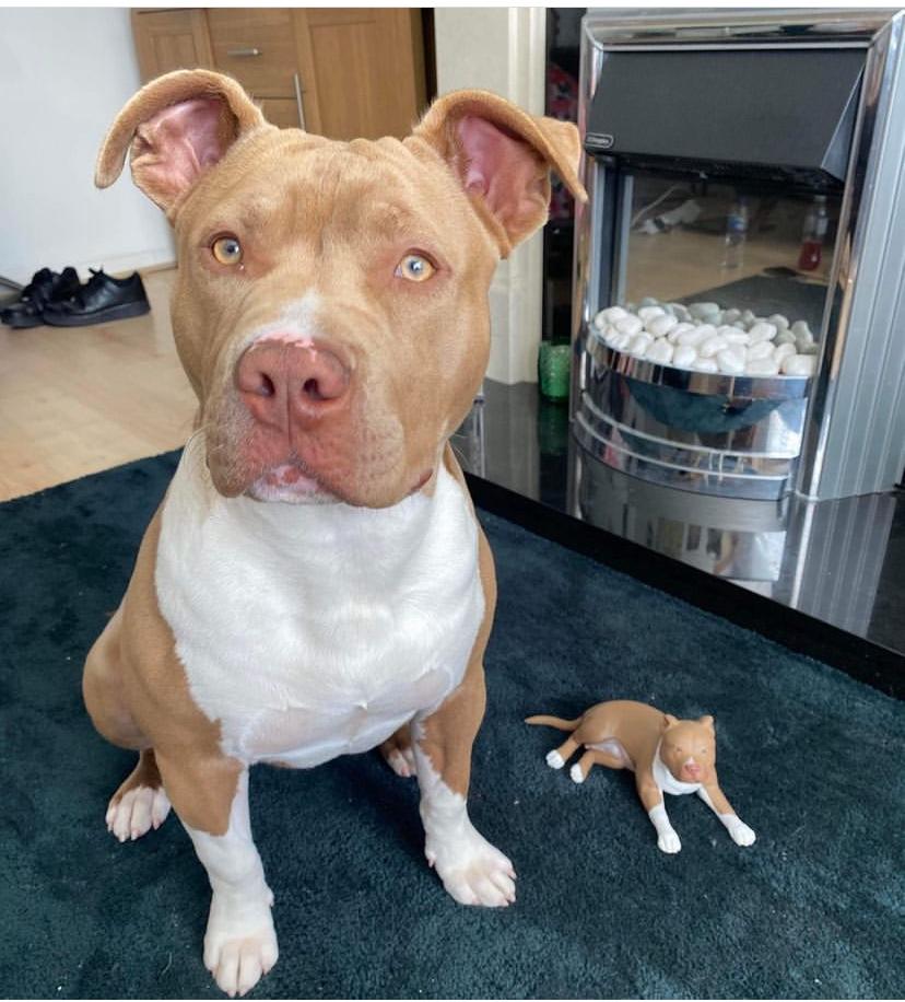 pitbull pitbull